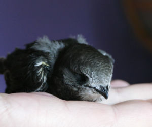 Ostrów. Świąteczny prezent dla jerzyków