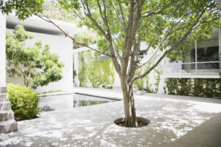 Co zrobić, gdy drzewo rośnie w miejscu planowanego tarasu? Radzi ekspert