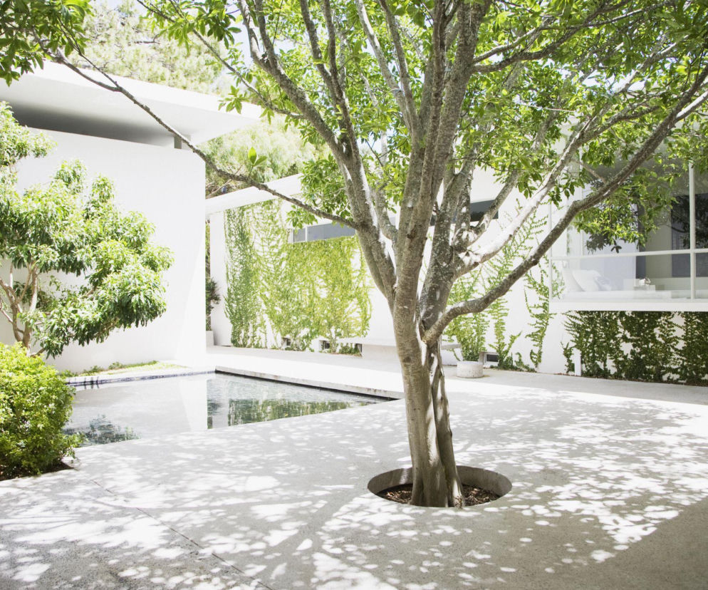 Co zrobić, gdy drzewo rośnie w miejscu planowanego tarasu? 