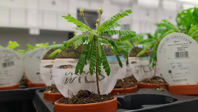 Festiwal Roślin w Enea Arenie