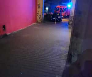 Bytom: Dramatyczna akcja służb. Szukali KOCICH DZIECI! Ich mama zginęła pod kołami