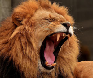 „Prosimy, podajcie dalej”. Ważny apel ZOO w Warszawie