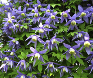 clematis-alpina.jpg