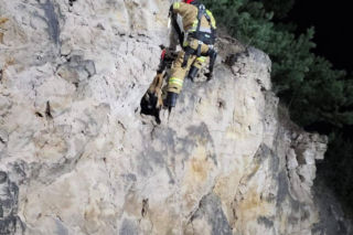 Strażacy uratowali owieczkę