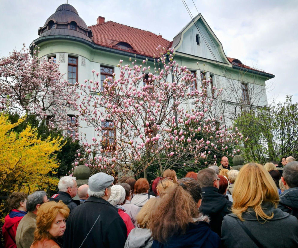Były oznaką prestiżu i statusu. Cieszyn, królestwo magnolii