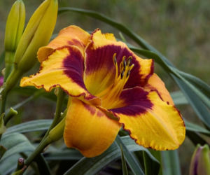 liliowce
