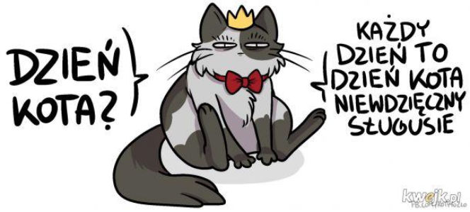 Mruczysz ze śmiechu? Najlepsze memy na Dzień Kota