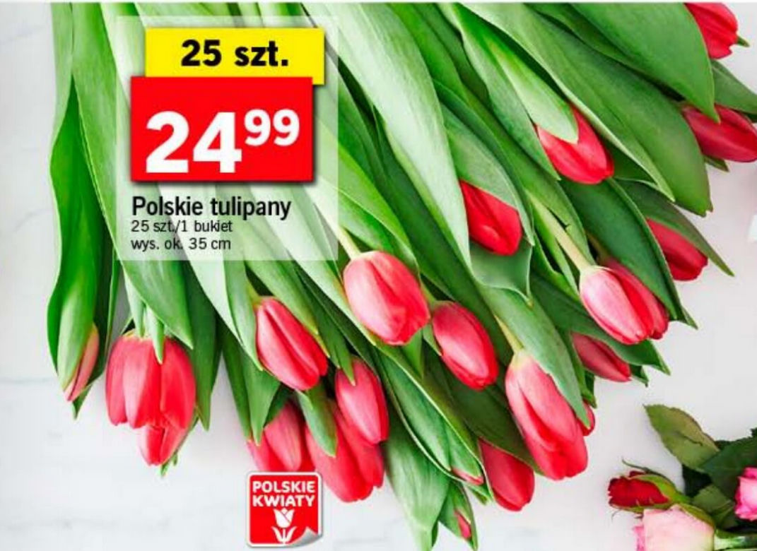 Kwiaty za grosze w Lidlu