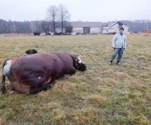 Krowa Diablica zobaczyła ogień i padła na zawał. Jarosław nie może się pozbierać. Miałem ochotę płakać