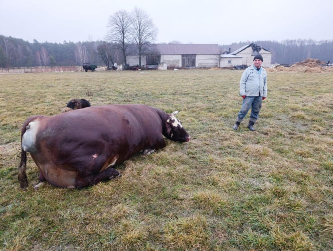 Krowa Diablica zobaczyła ogień i padła na zawał. Jarosław nie może się pozbierać. "Miałem ochotę płakać"