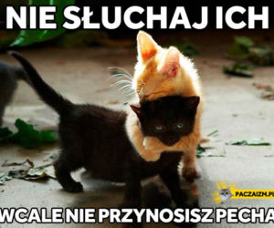 Dzień Kota 2021 - memy