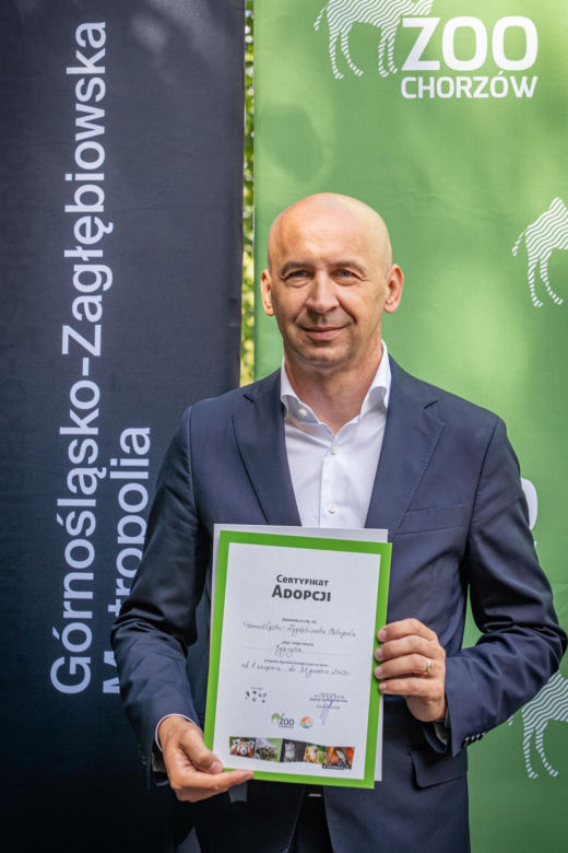 Nowy mieszkaniec w śląskim zoo. Tygrys Tiber już zachwyca odwiedzających 