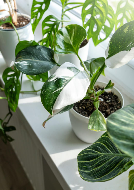 Philodendron 'White Princess'