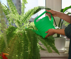 Jak podlewać domową paprotkę?