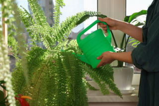 Jak i czym podlewać domowe paprotki, by bujnie rosły? Wszystko o podlewaniu paproci w doniczkach