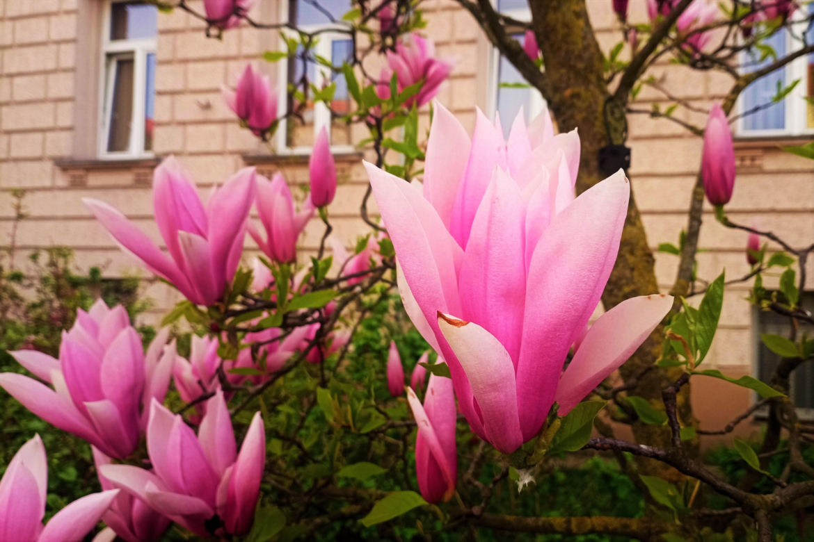 Magnolie w Szczecinie