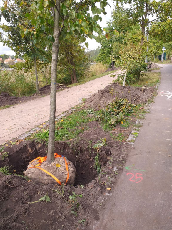 Nowe drzewa nad jeziorem Długim. Dlaczego stare zostały usunięte? [FOTO]