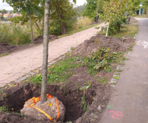 Nowe drzewa nad jeziorem Długim. Dlaczego stare zostały usunięte? [FOTO]