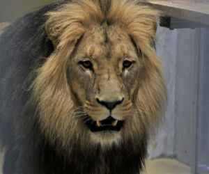 Lwy z gdańskiego ogrodu zoologicznego pojechały do zoo w Opolu