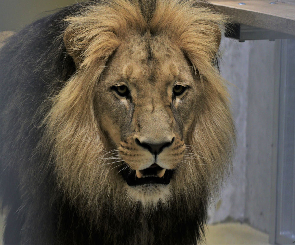 Lwy z gdańskiego ogrodu zoologicznego pojechały do zoo w Opolu