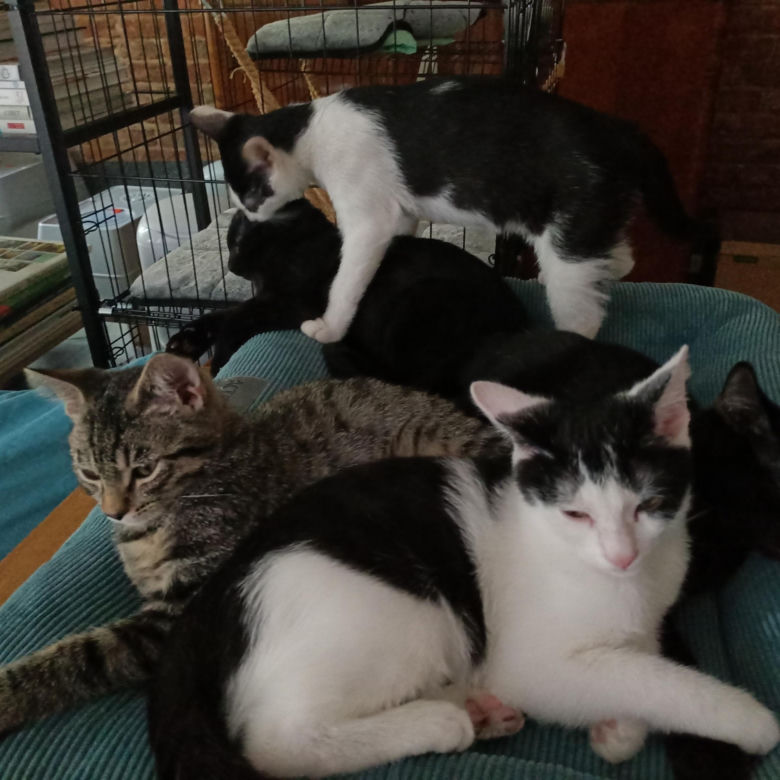 Tramwajowe koty szukają domu. "Fabryka Mruczenia", mały Duńczyk i spółka polecają się do adopcji.