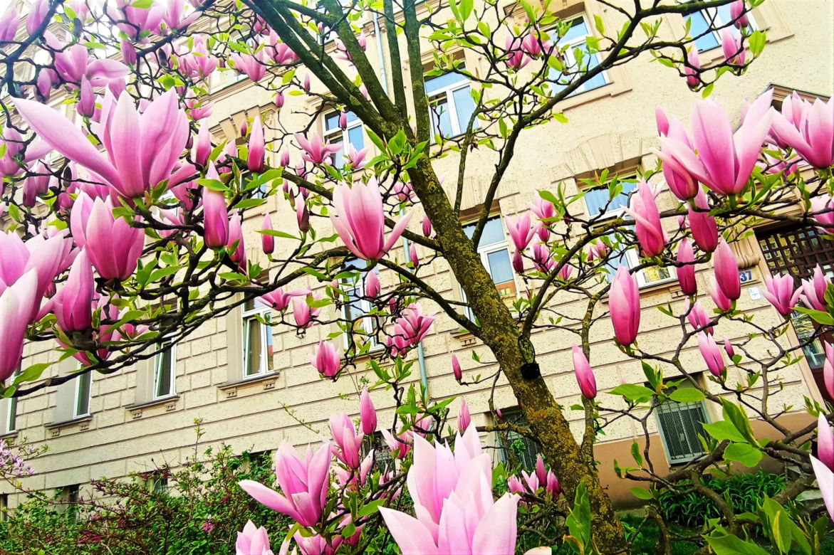 Magnolie w Szczecinie