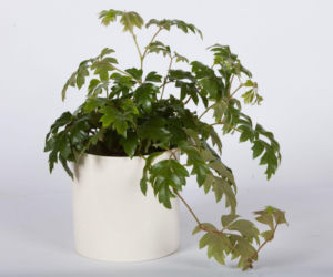 Cissusy – łatwa pielęgnacja, spektakularny efekt!