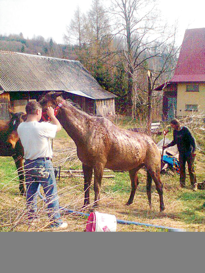 Mój koń utknął w studni