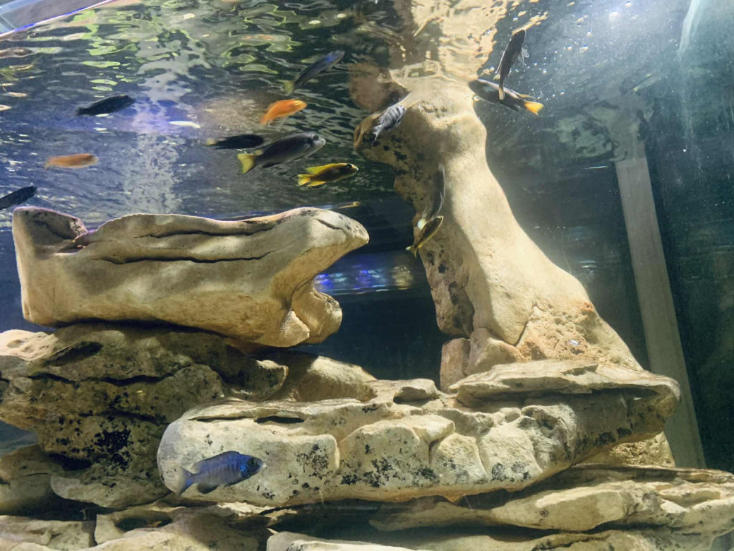 Rozmawiamy z Tomaszem Wiśniewskim, założycielem Aqua Dreams Bydgoszcz
