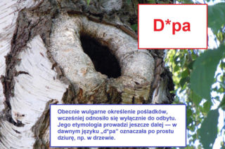 Język żyje — zmienia go historia, migracje, zapożyczenia z innych języków, a nawet technologia