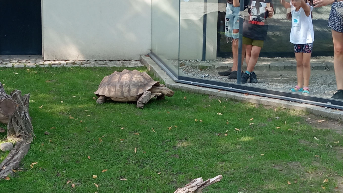 Stare ZOO w Poznaniu. Idealne miejsce na rodzinne spacery w sercu miasta 