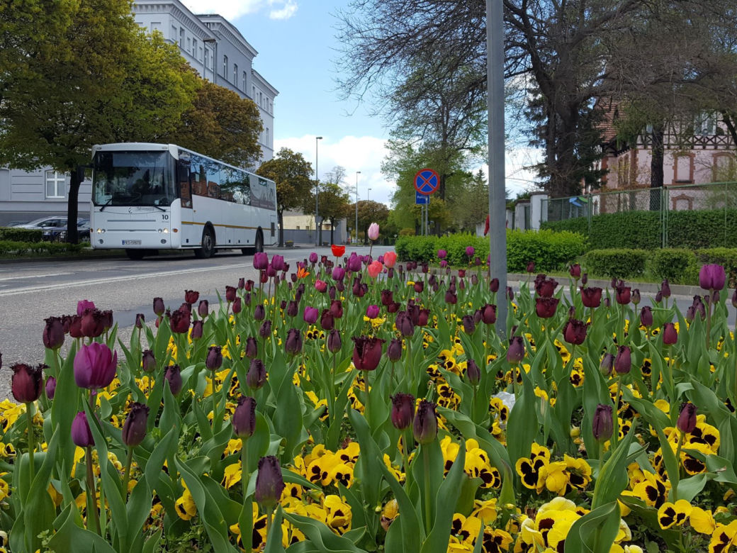Dawno w Lesznie nie było tak kolorowo! Kwitną tulipany, bratki i stokrotki