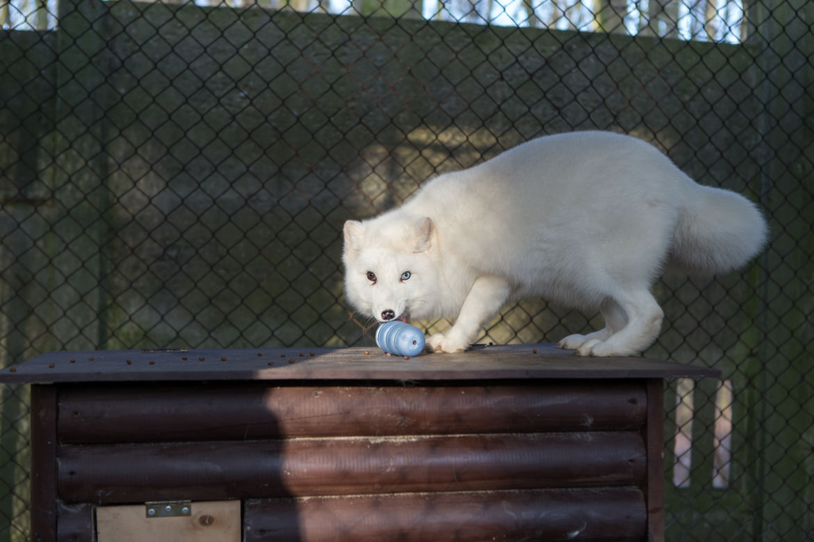 ZWIERZAKI Z POZNAŃSKIEGO ZOO DOSTAŁY PREZENTY.