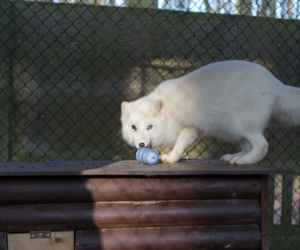 ZWIERZAKI Z POZNAŃSKIEGO ZOO DOSTAŁY PREZENTY.