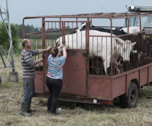Rolnicy. Podlasie. Justyna i Łukasz ze wsi Ciemnoszyje