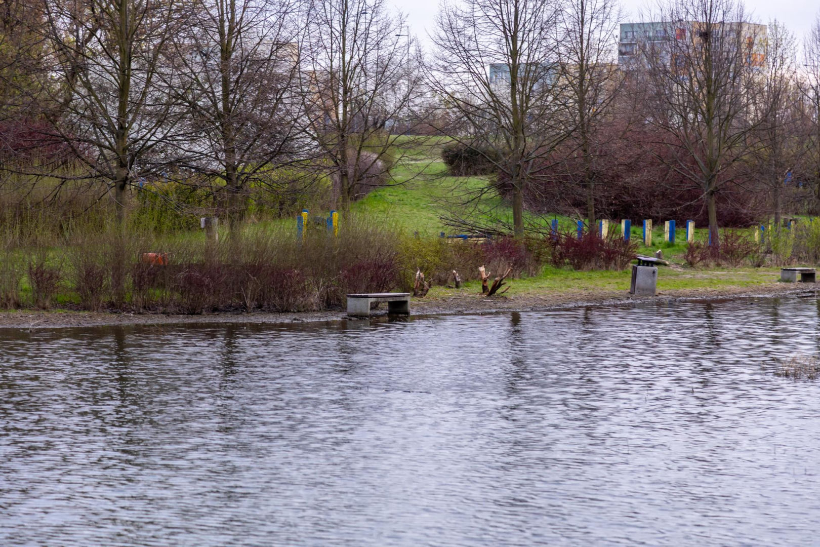 Bobrowe tamy na Potoku Służewieckim w Warszawie