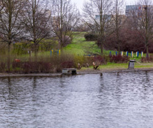Bobrowe tamy na Potoku Służewieckim w Warszawie