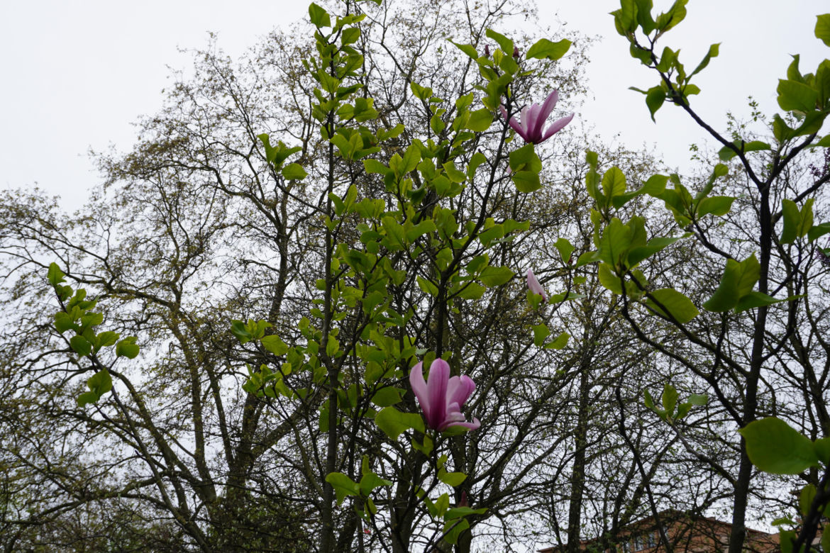 Szlak magnolii Szczecin