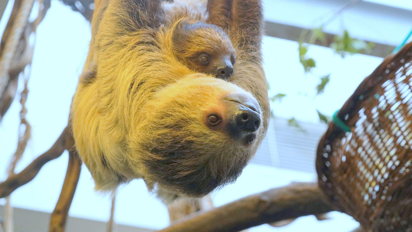 Za wejście do wrocławskiego zoo zapłacimy 70 zł! To tyle co w Berlinie albo Rzymie 