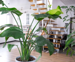 Zalej dziś wodą i za 2 dni podlej strelicję. Nowe liście rozmnożą się w mgnieniu oka i wystrzelą w górę. Domowy nawóz do strelicji królewskiej 