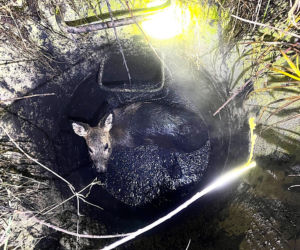 Myśleli, że to dzik. Maleńka sarenka została uratowana z niebezpiecznej pułapki