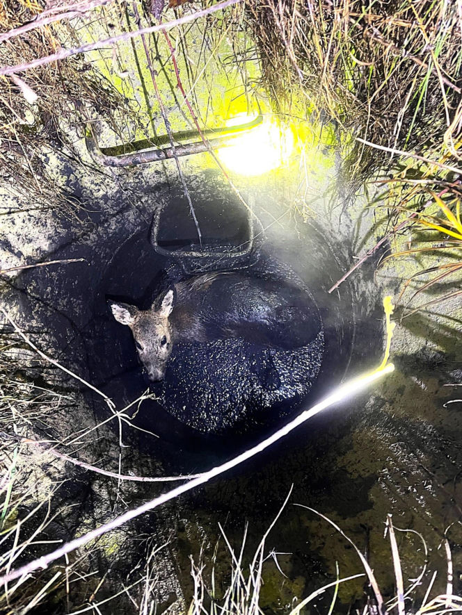 Myśleli, że to dzik. Maleńka sarenka została uratowana z niebezpiecznej pułapki