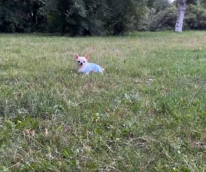 Uwaga! Partnerka Bieniuka walczyła z agresywnym psem! Przerażające zdjęcia
