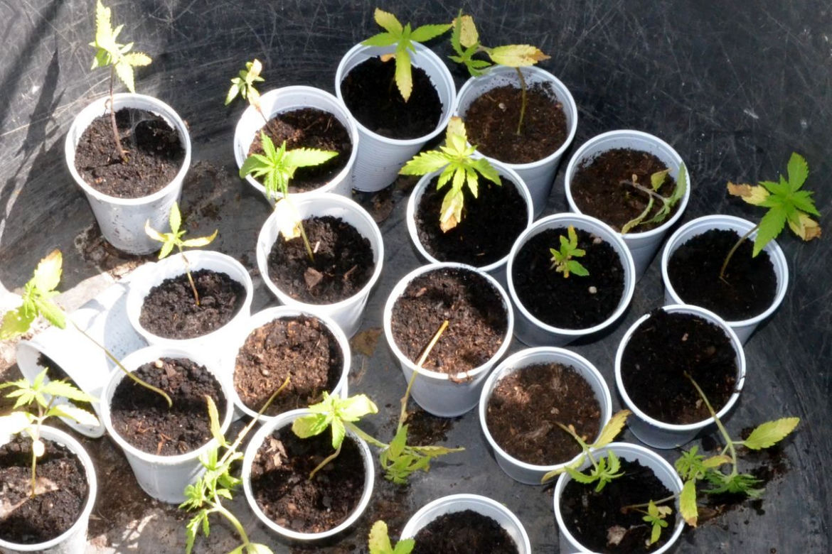 Dwie duże plantacje marihuany w gminie Dobrzyń nad Wisłą zlikwidowane! Tak wyglądały