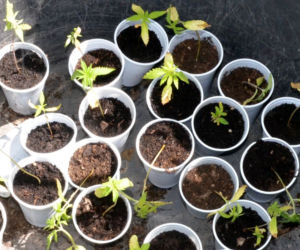 Dwie duże plantacje marihuany w gminie Dobrzyń nad Wisłą zlikwidowane! Tak wyglądały