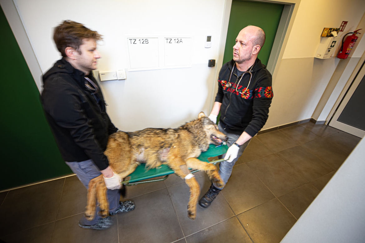 Rozjechany wilk odzyskał zdrowie i wolność