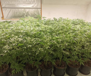 Plantacja konopi w Alwerni zlikwidowana. Kilkaset krzewów w rękach policji