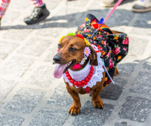 Kraków: Marsz Jaminików 2018. Zobaczcie najlepsze przebrania! [ZDJĘCIA]