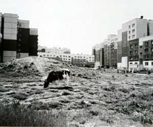 Projekt Nowy Dwór. Wystawa i dobry przykład w jednym