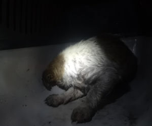 Szczeniak utknął w rurze kanalizacyjnej, przeżył jako jedyny. Dramatyczna akcja ratunkowa Fuksa. 